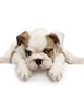 bulldog